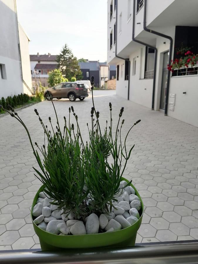 Apartman Stimac Petrovaradin Εξωτερικό φωτογραφία